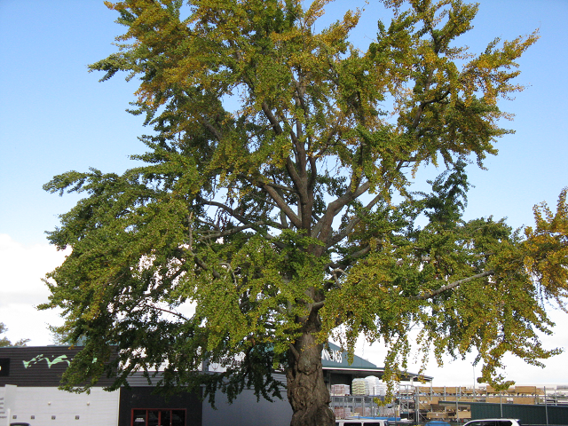 Ginko bilboa- Cambridge Tree Trust